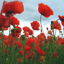 Field of Red Poppies